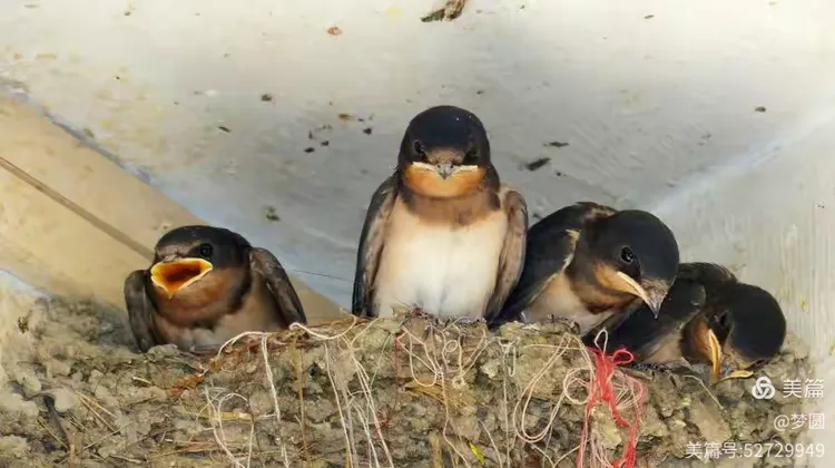 赞燕子的美～24～02～03～主题曲～谁家燕子不思归